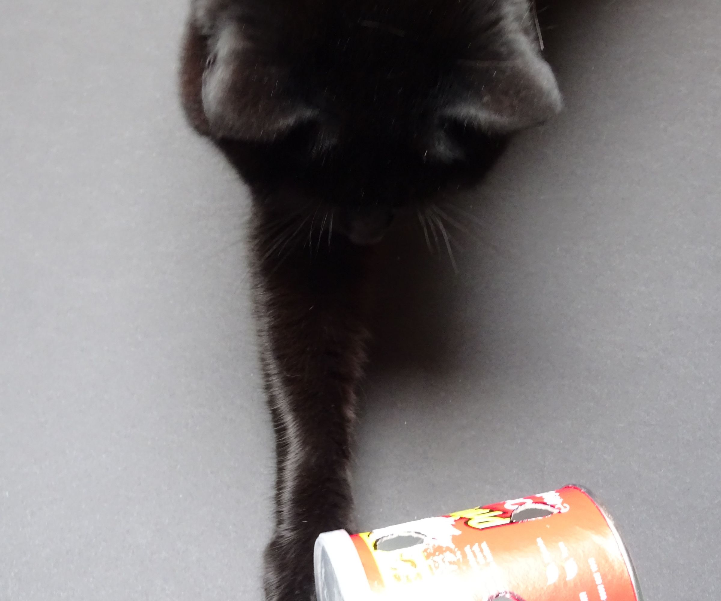 Super Simple Cat Treat Dispenser 