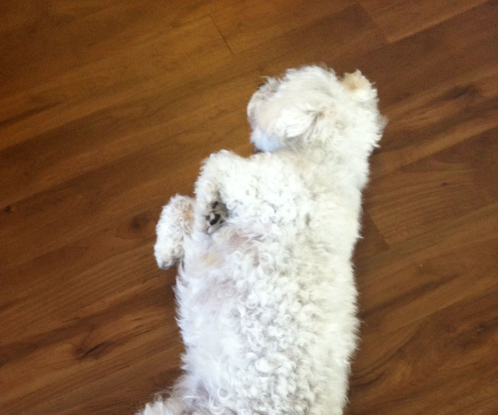 How to Teach Your Dog to Sit, Beg, Close the Door, and Lay Down