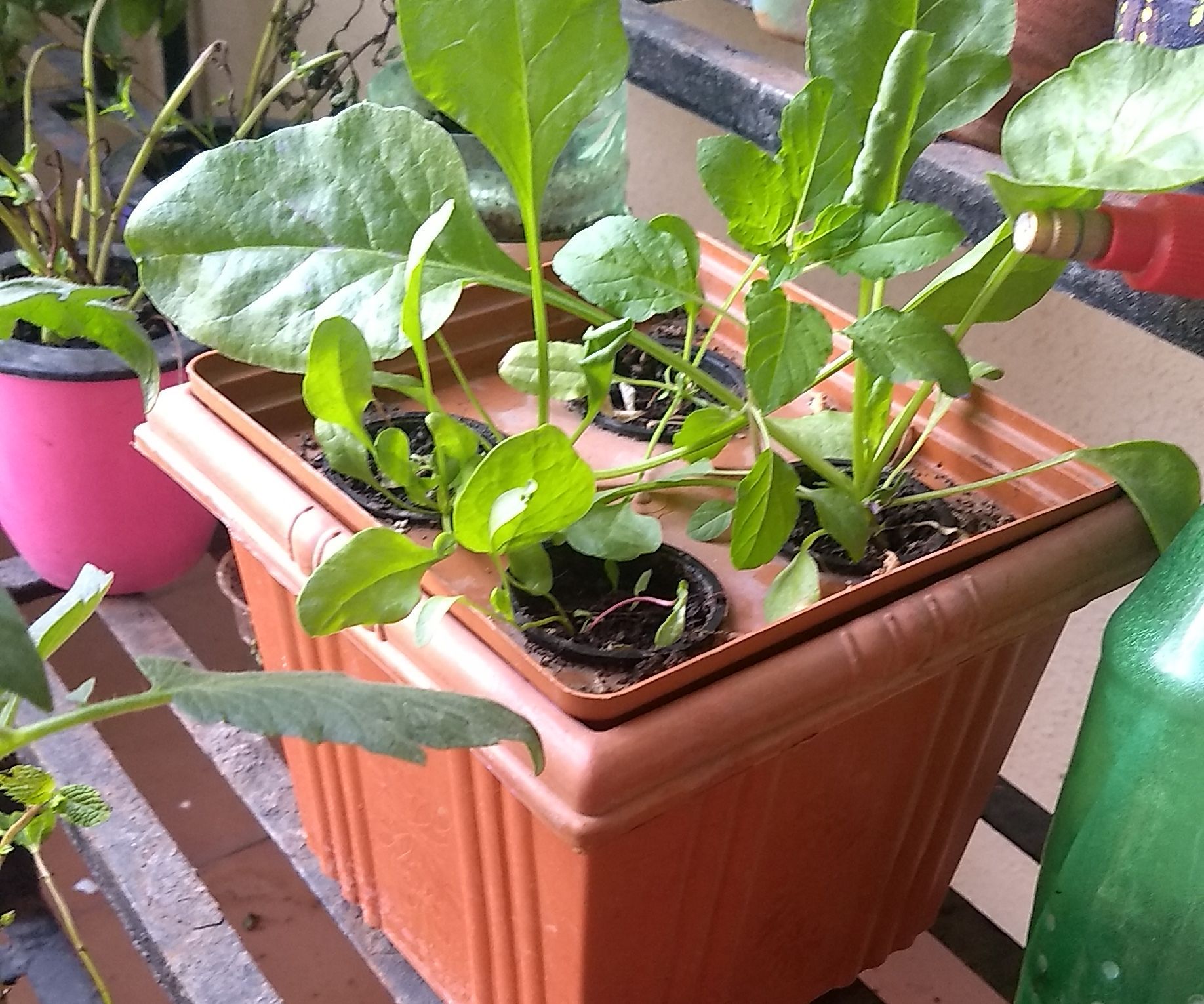 Invert the Planter for Hydroponics
