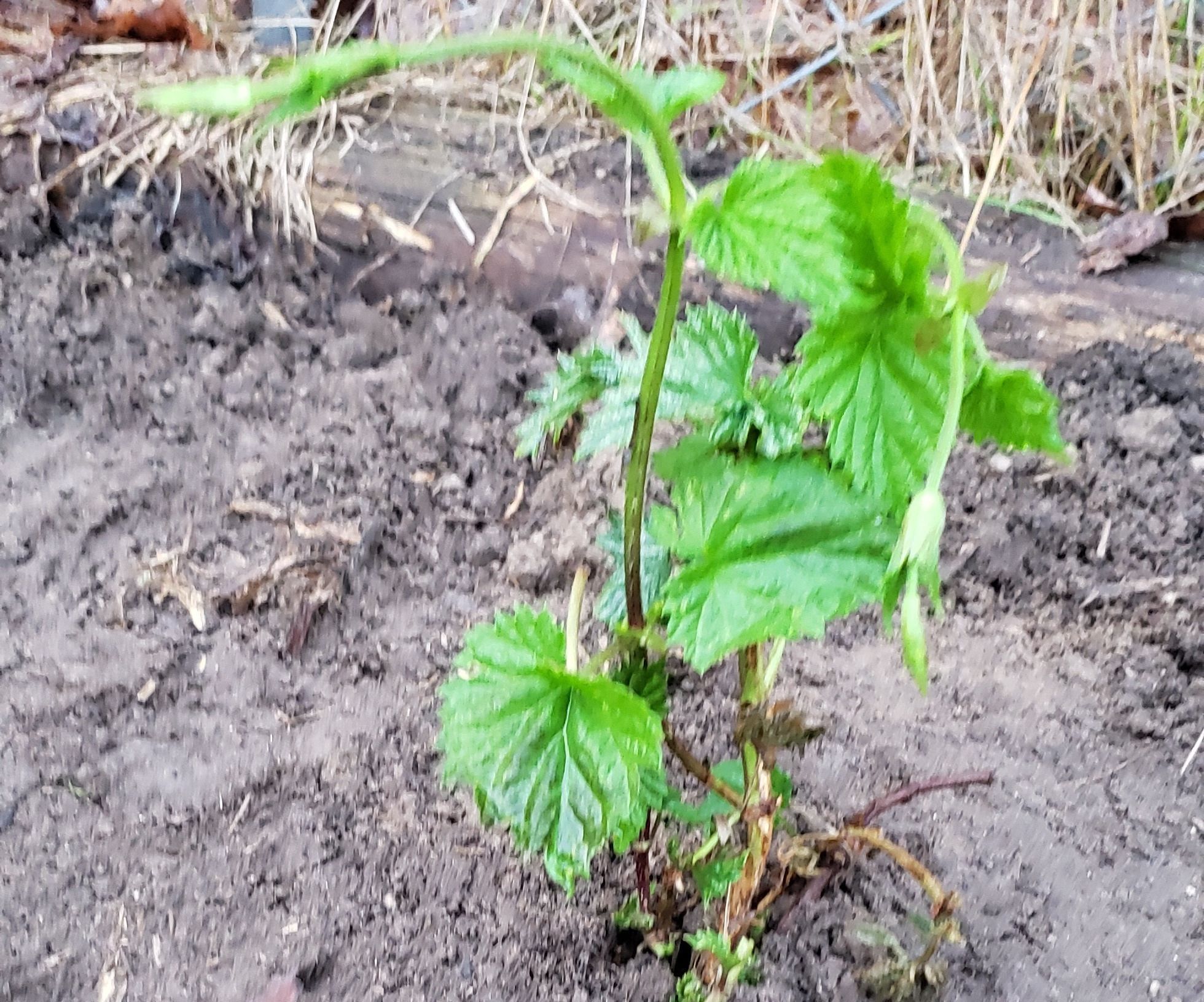 Growing Hops at Home