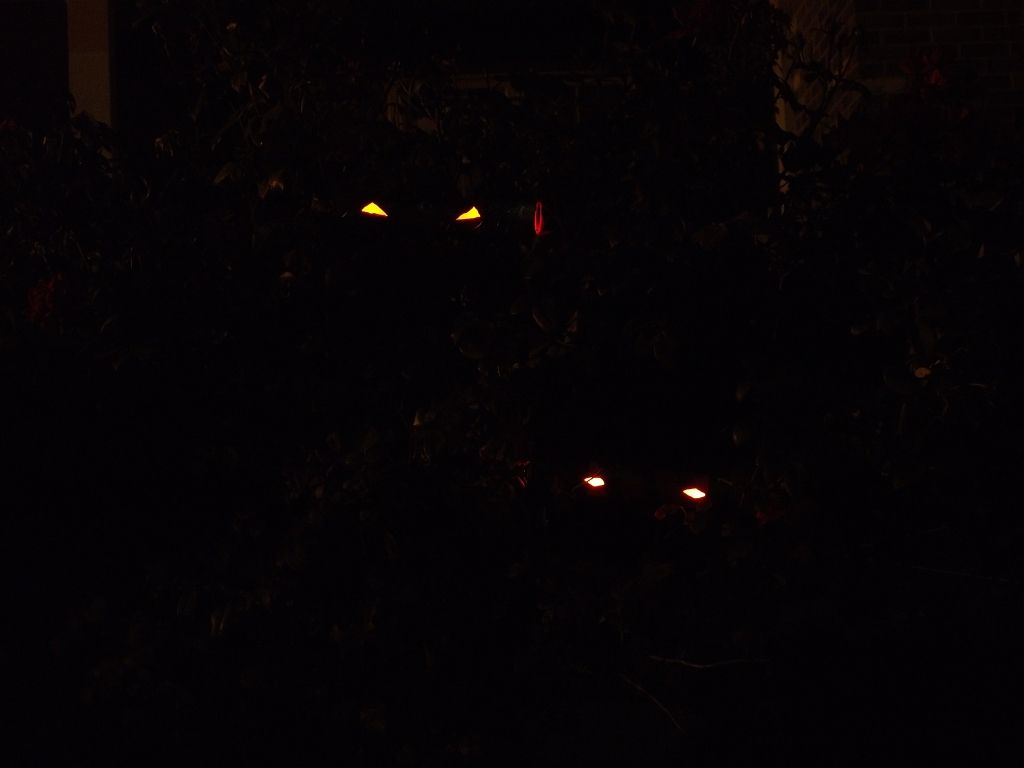Glowing creature eyes for your yard.