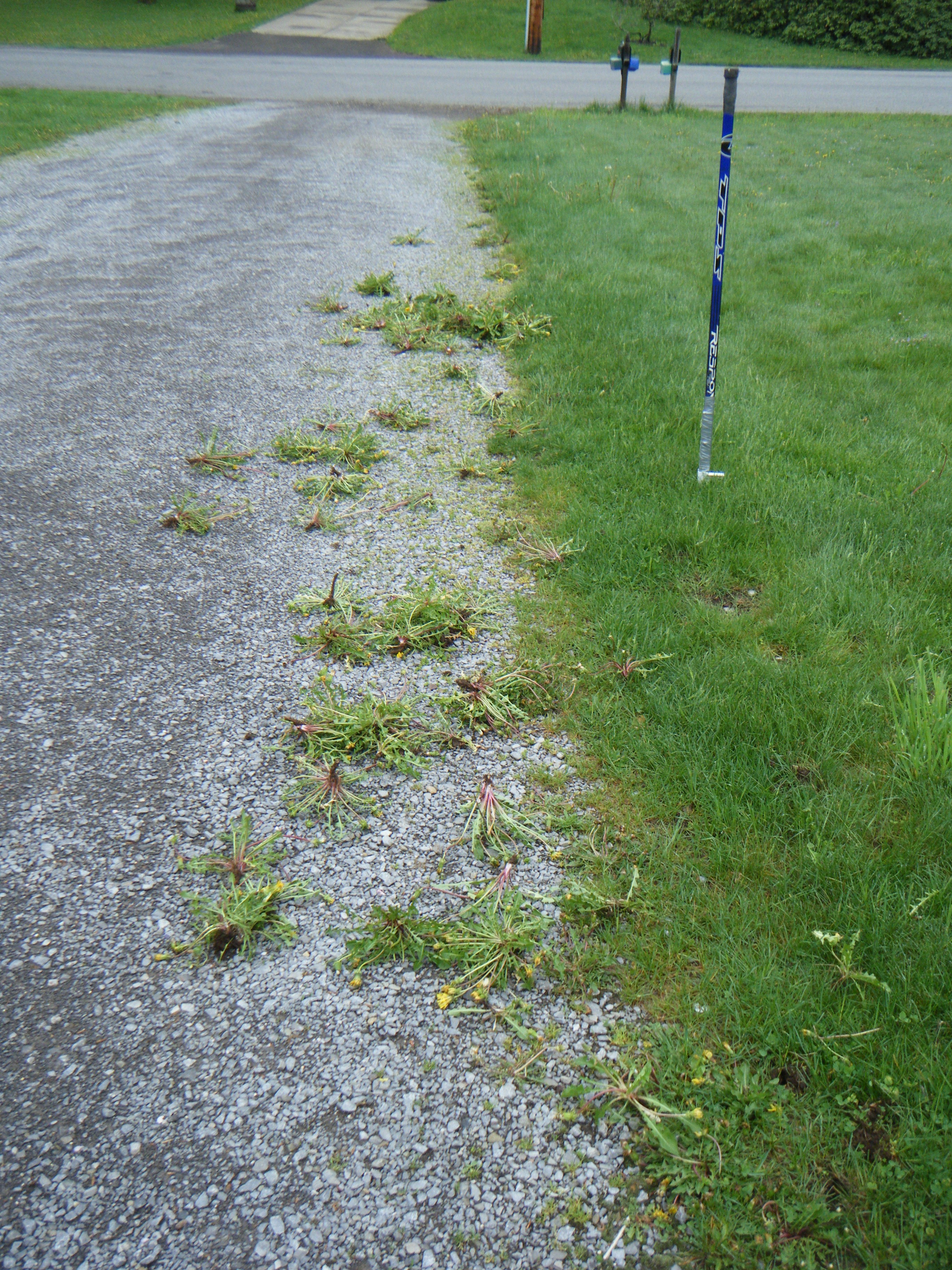 Ultimate Weed Removal Tool