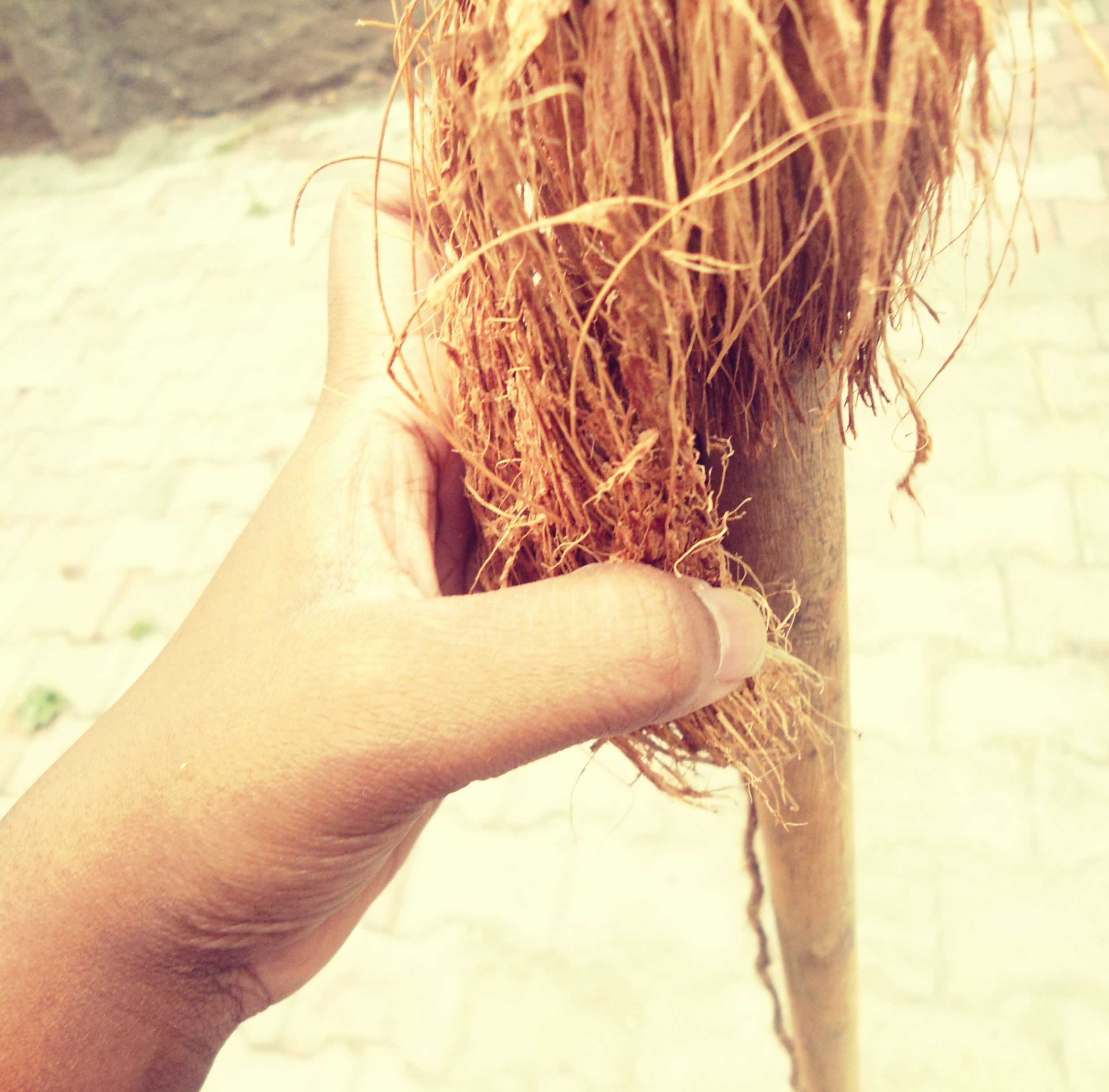 Climbing Pole for Plants From Coir. 6 Steps Instructables