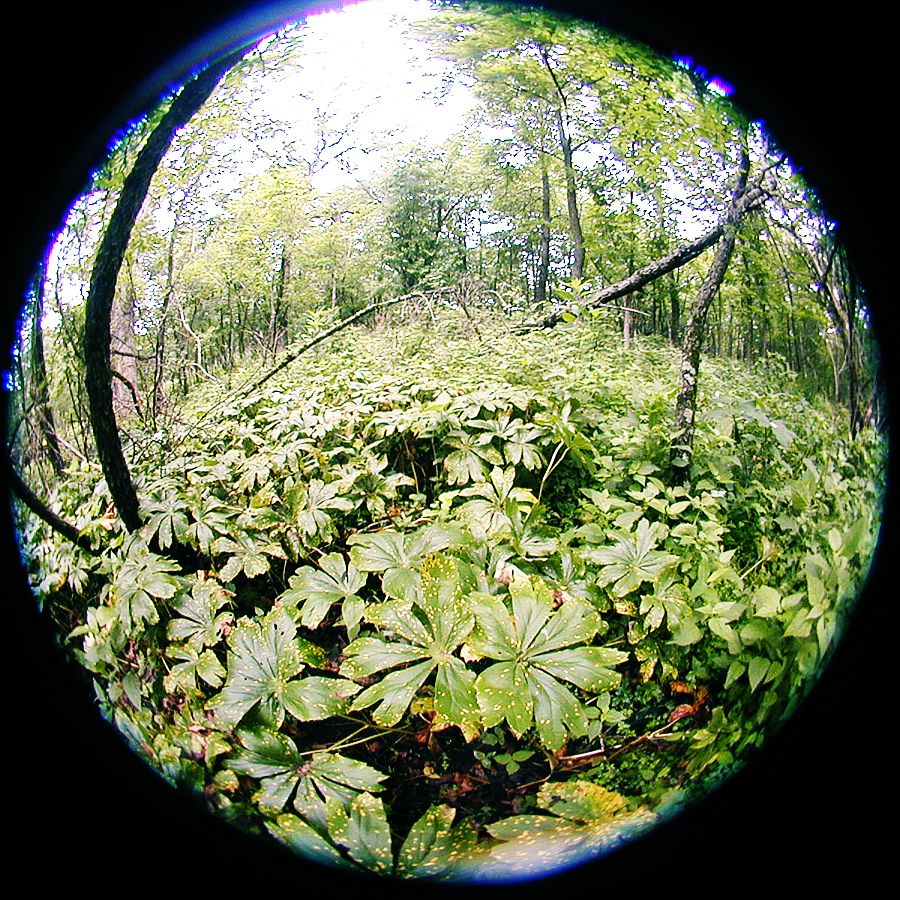 Harvesting Natural Podophyllotoxin in Your Local Forest for Use in Treating Genital Warts