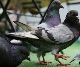 Keep Your Construction Site Free of Pests