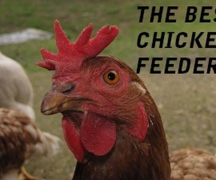 Automatic Chicken Feeder