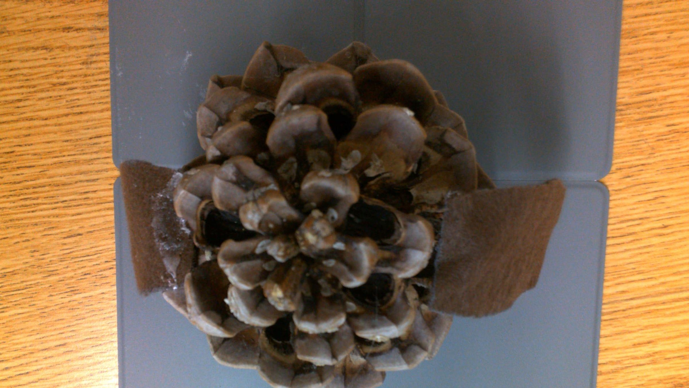 Cute Pinecone Owl 9 Steps With Pictures Instructables