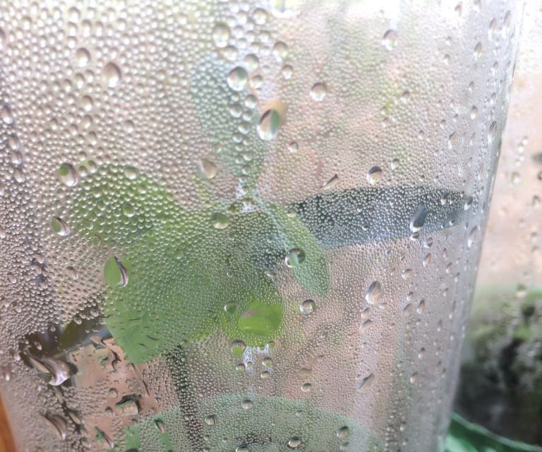 Rooting Greenhouse Pots From Two Liter Soda Bottles