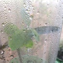 Rooting Greenhouse Pots From Two Liter Soda Bottles