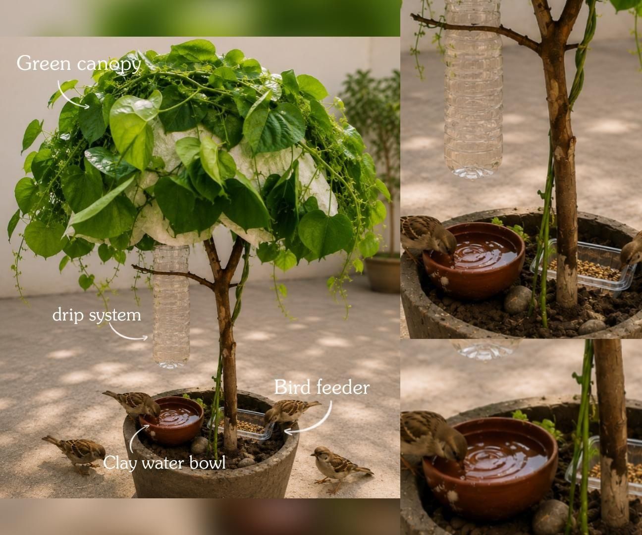 A Living Summer Shelter for Birds : a Self-Refilling Water & Feeding Station