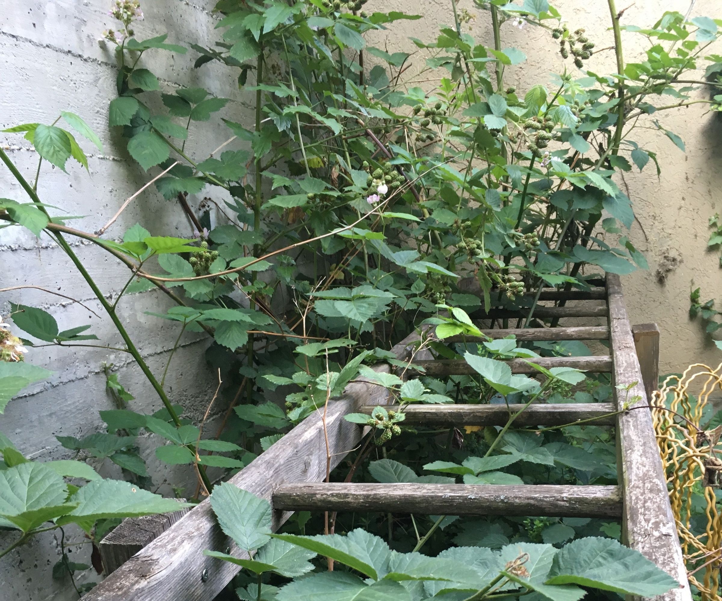 Plant Stand for Your Backyard With Wooden Ladders