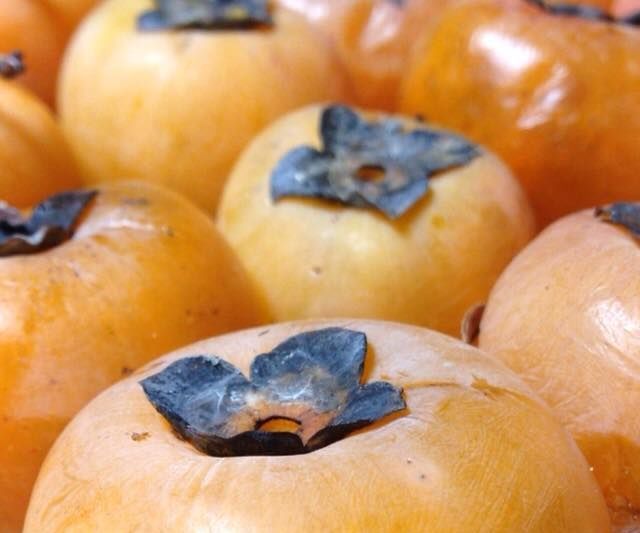 Harvesting, Processing, Cooking - Native Persimmon Bread 