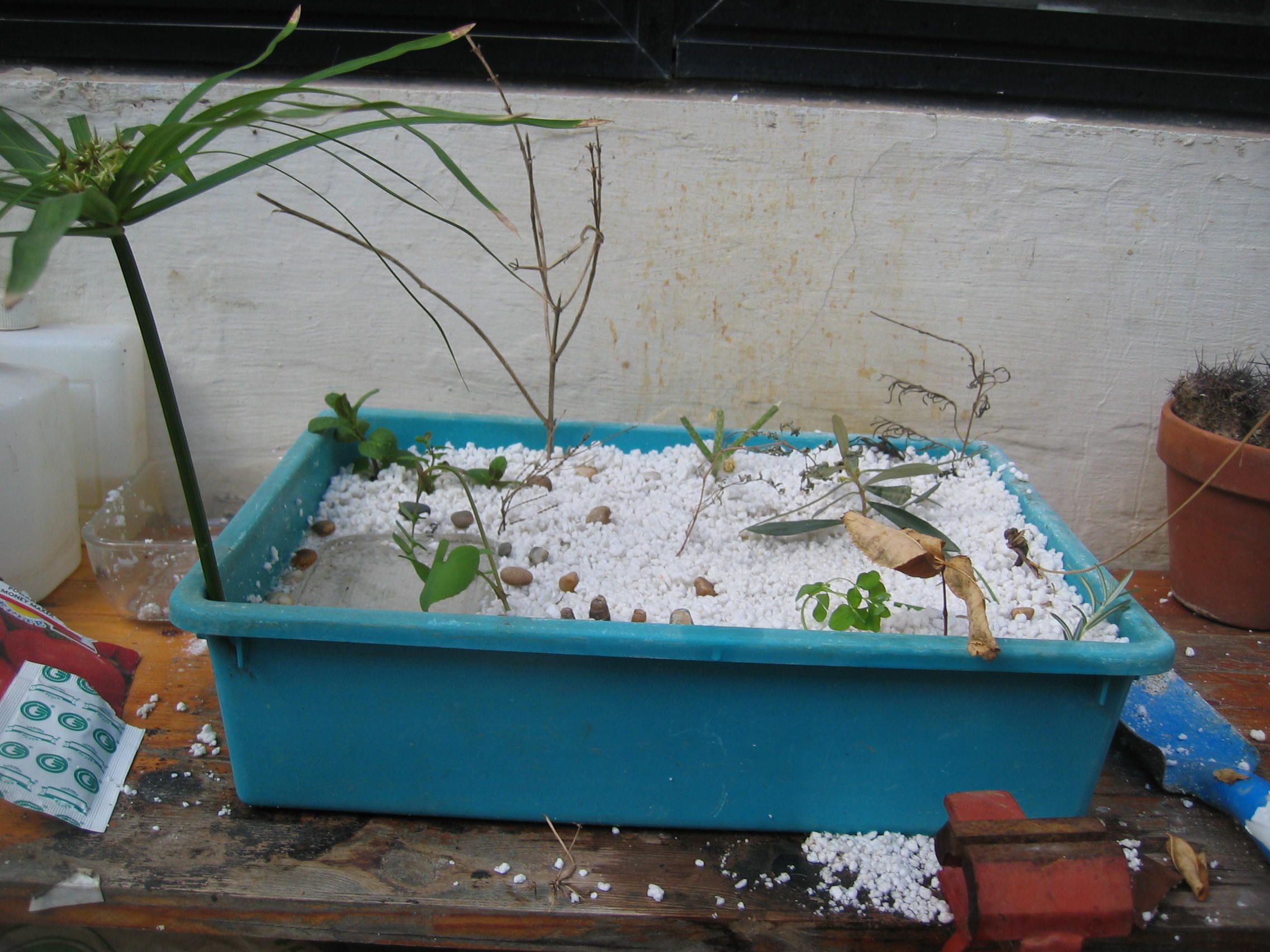 How to Make a Fresta ( Mini Forest )