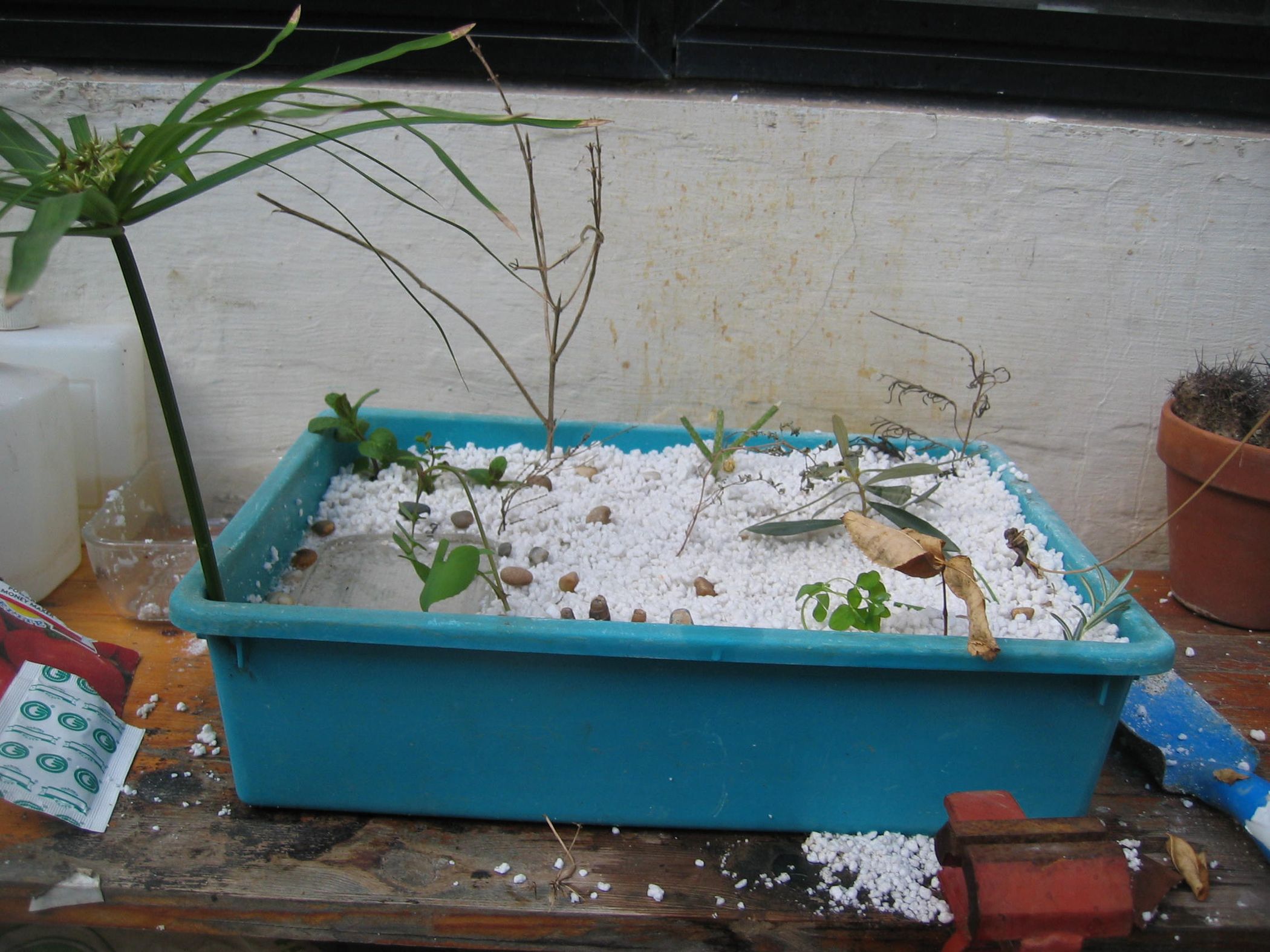 How to Make a Fresta ( Mini Forest ) : 3 Steps - Instructables