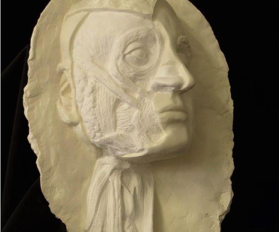 3D Facial Reconstruction Ecorché