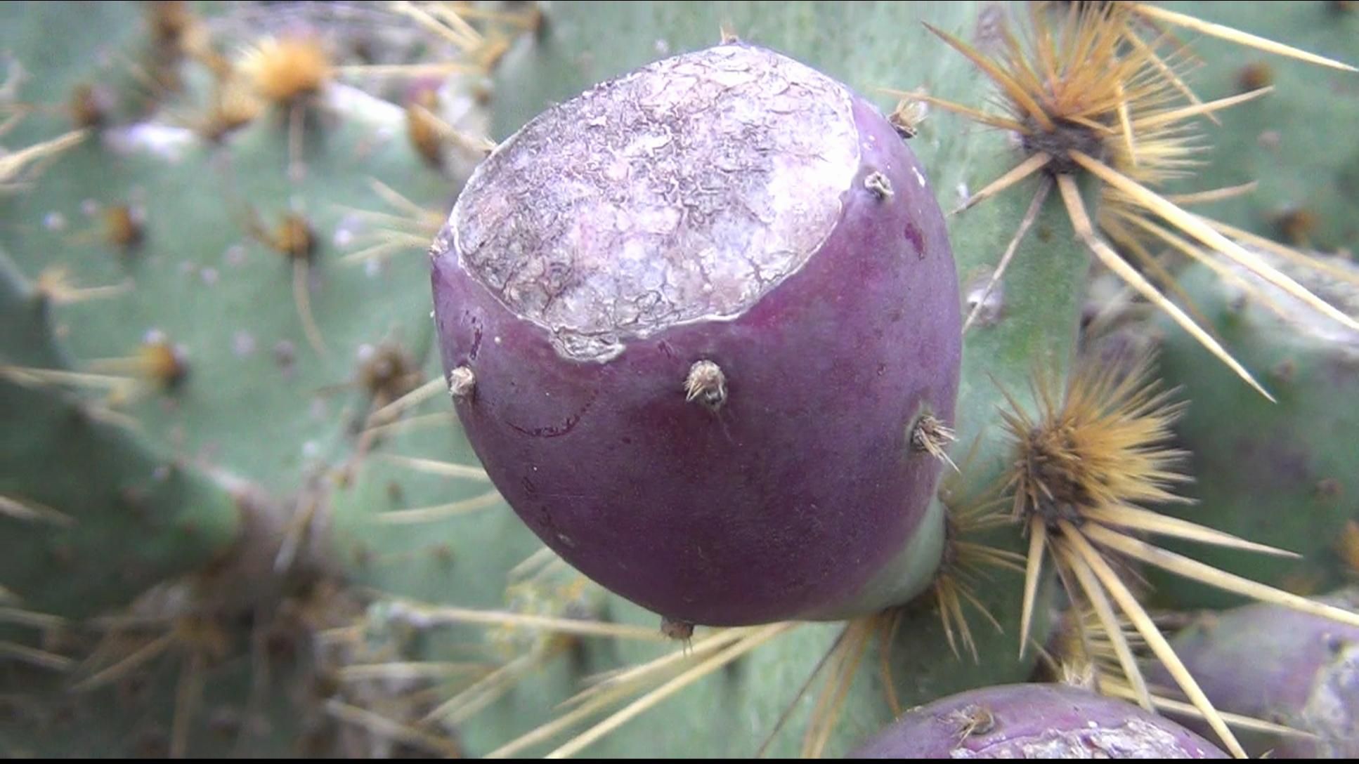 How to Pick and Eat Prickly Pear Cactus : 7 Steps (with Pictures) -  Instructables