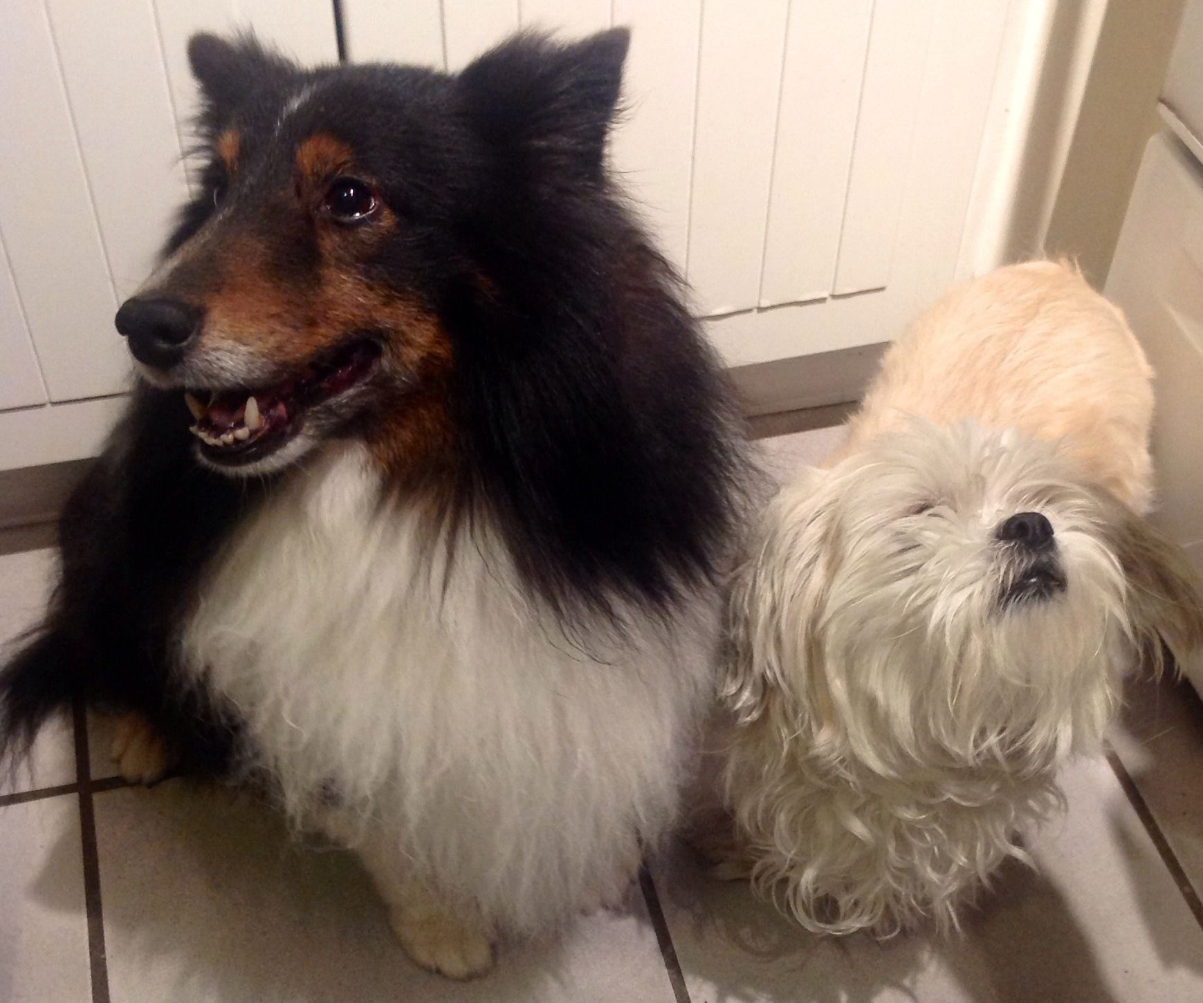 How to Pick Healthy Treats for Your Dog