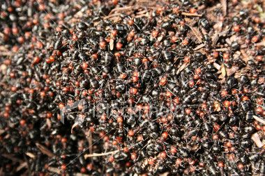 How to Get Rid of Ants (or) How to Kill an Ant Invasion