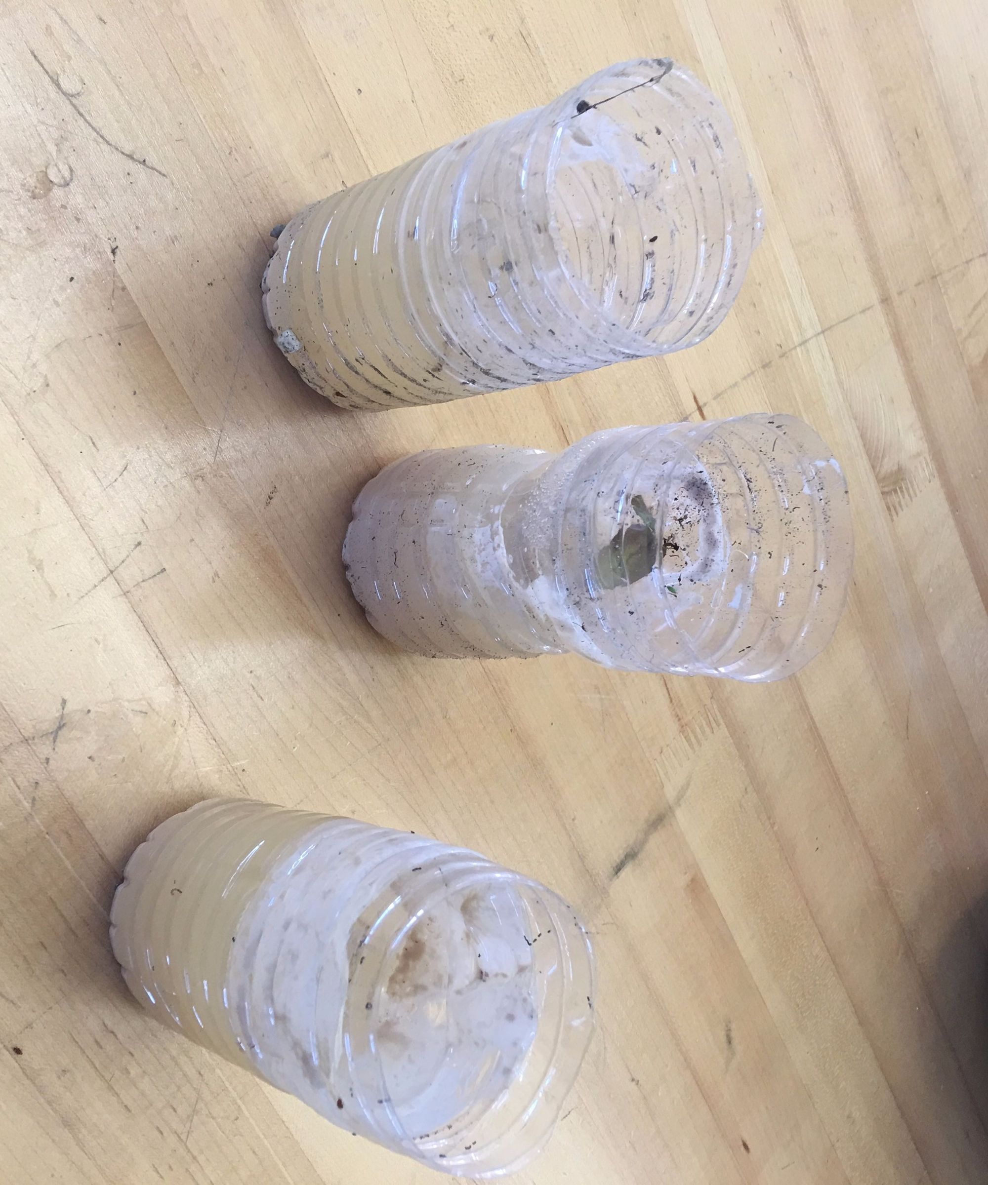 Affordable Bugs and Gnats Trap