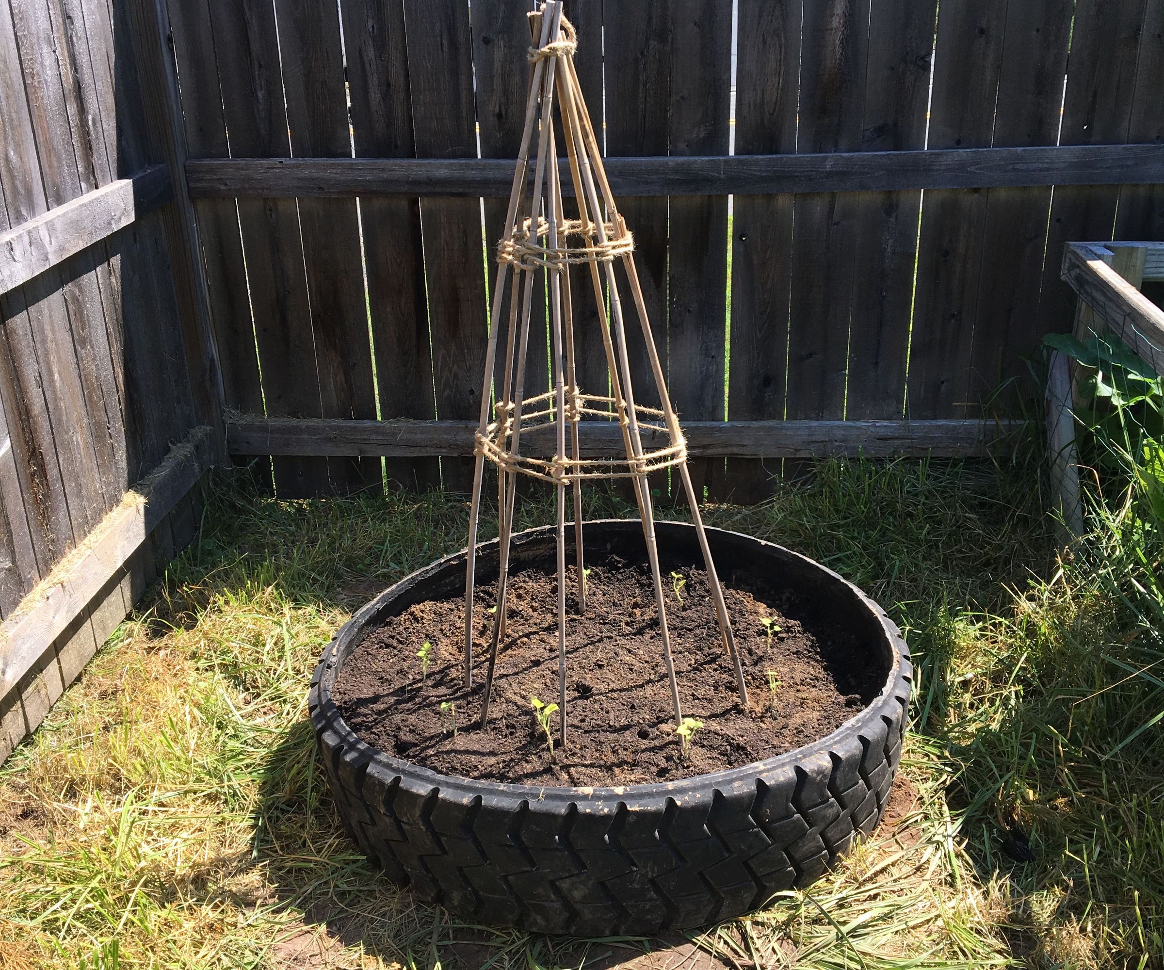 DIY Peas/Bean Planter (using an old tire!)