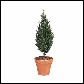 The Best Artificial Outdoor Plants for Your Garden Needs