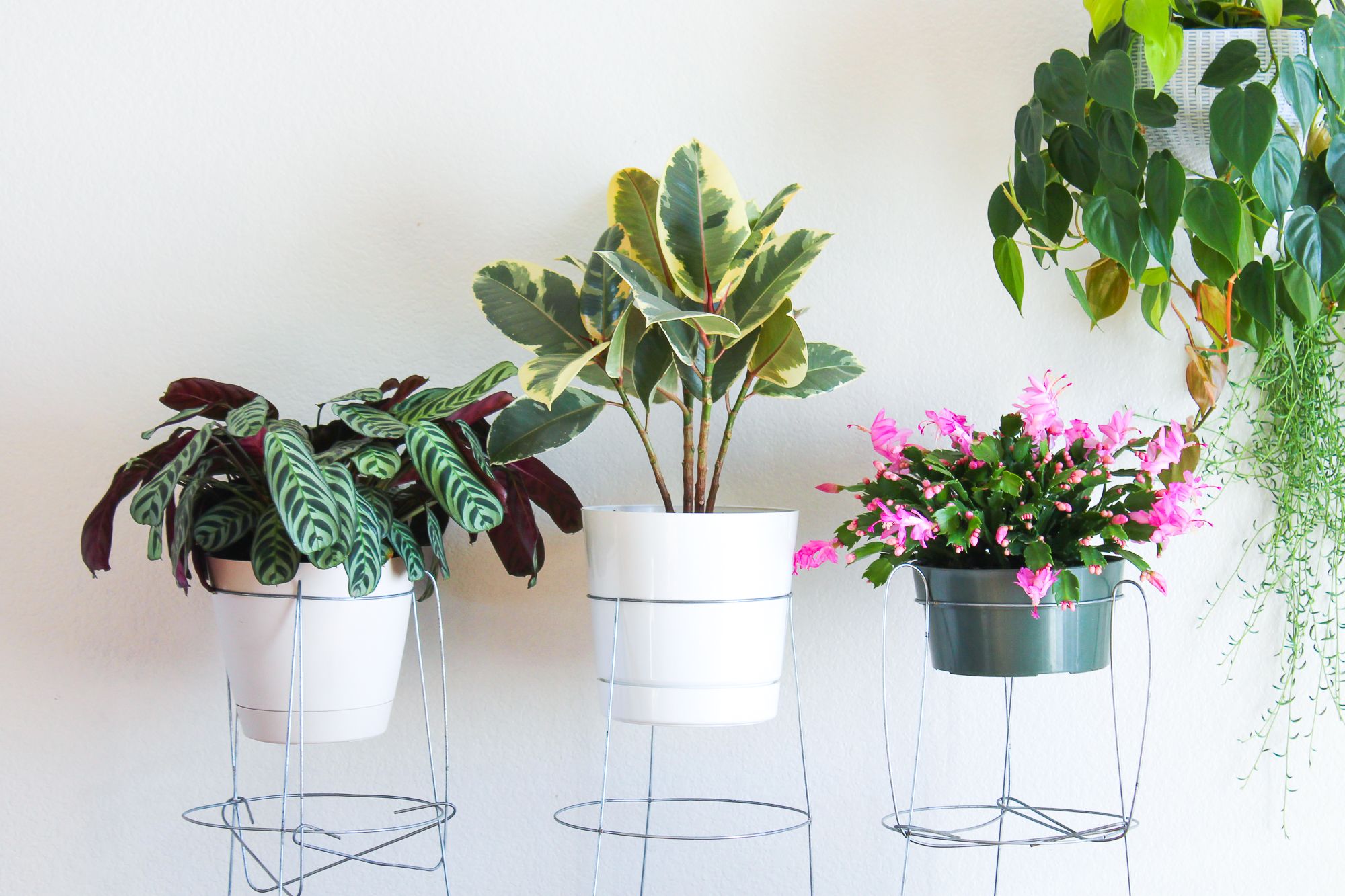 indoor plants stand Halstein