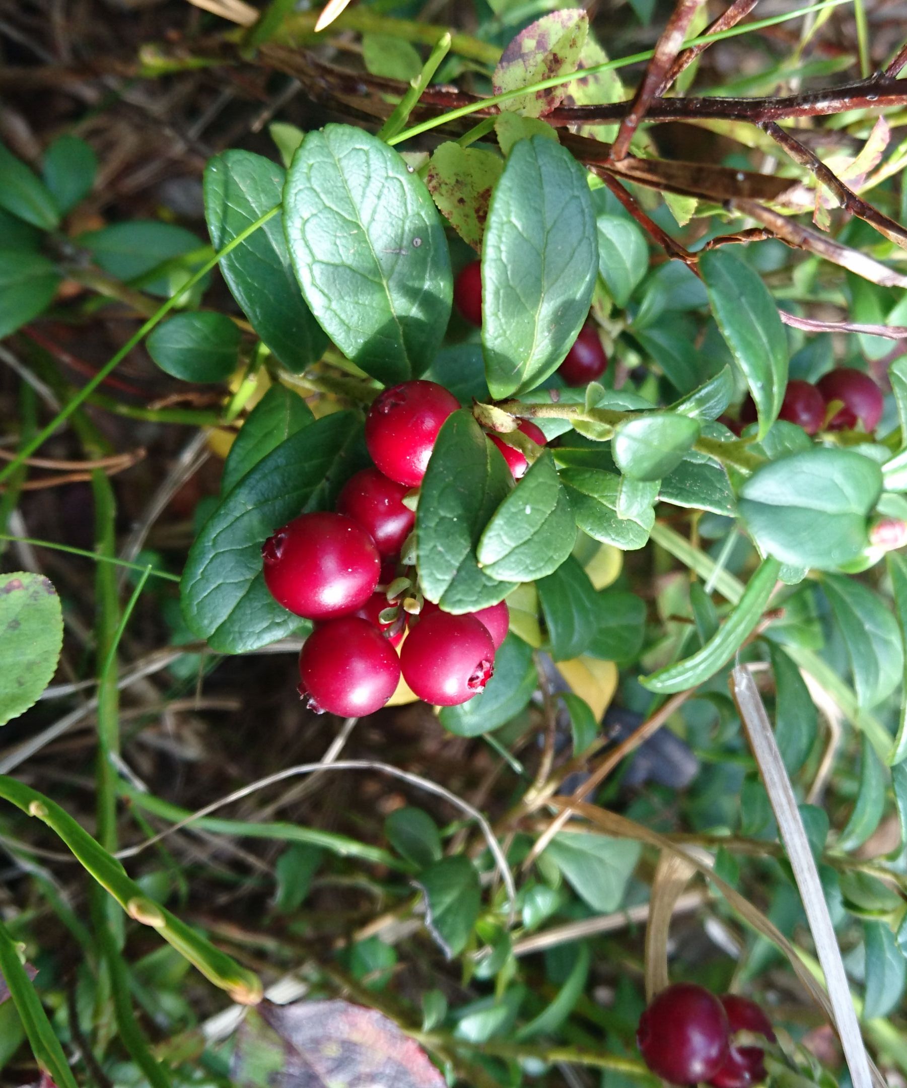 Lingonberry Juice