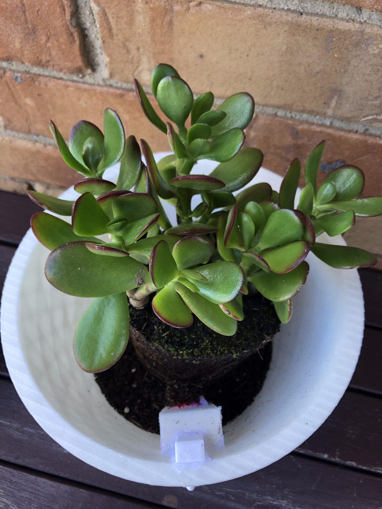 Arduino Smart Plant Monitor : 5 Steps (with Pictures) - Instructables