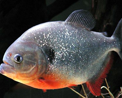 How to Save Your Selves From a Piranha!!! and of Course... Look Out for the Next Ones Too...