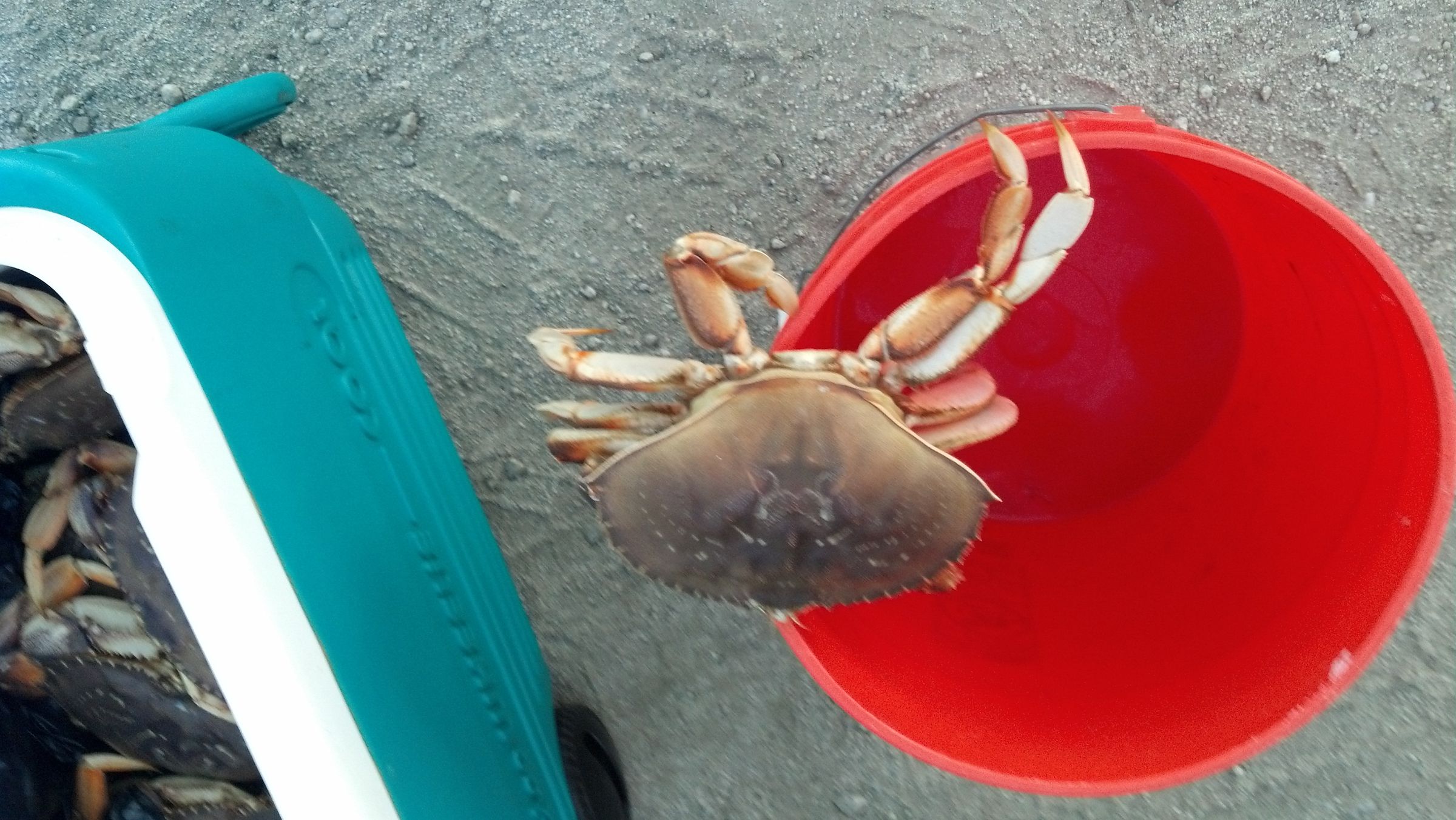 how do you clean a dungeness crab