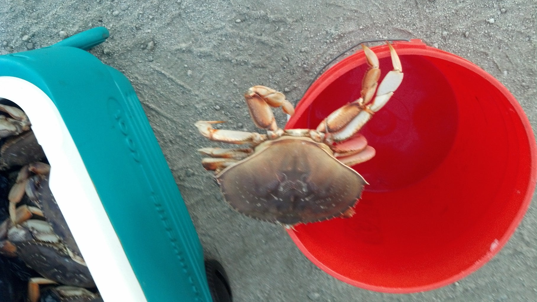 how do you clean a dungeness crab