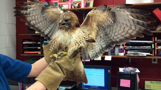 Handling Raptors Wild Raptors - Bird Handling : 11 Steps (with Pictures) - Instructables