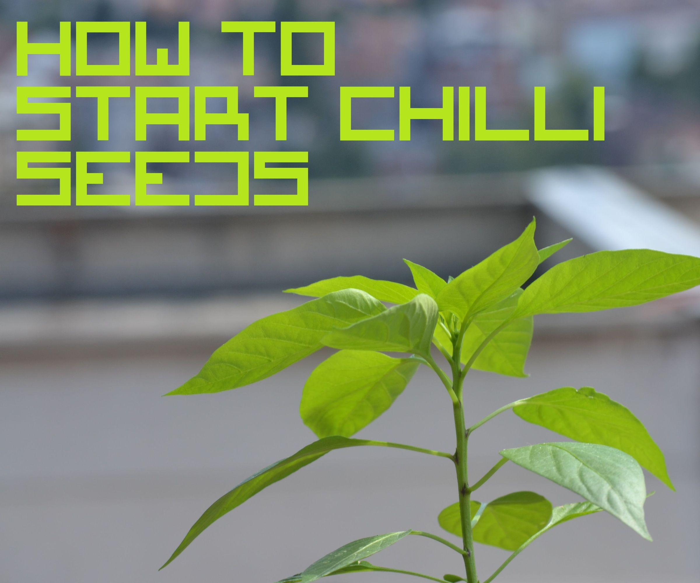 How to Start Chilli Seeds