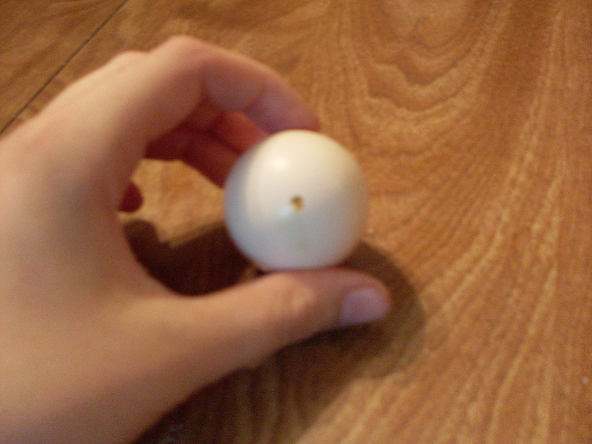 Extremely Annoying Rotten Egg Prank