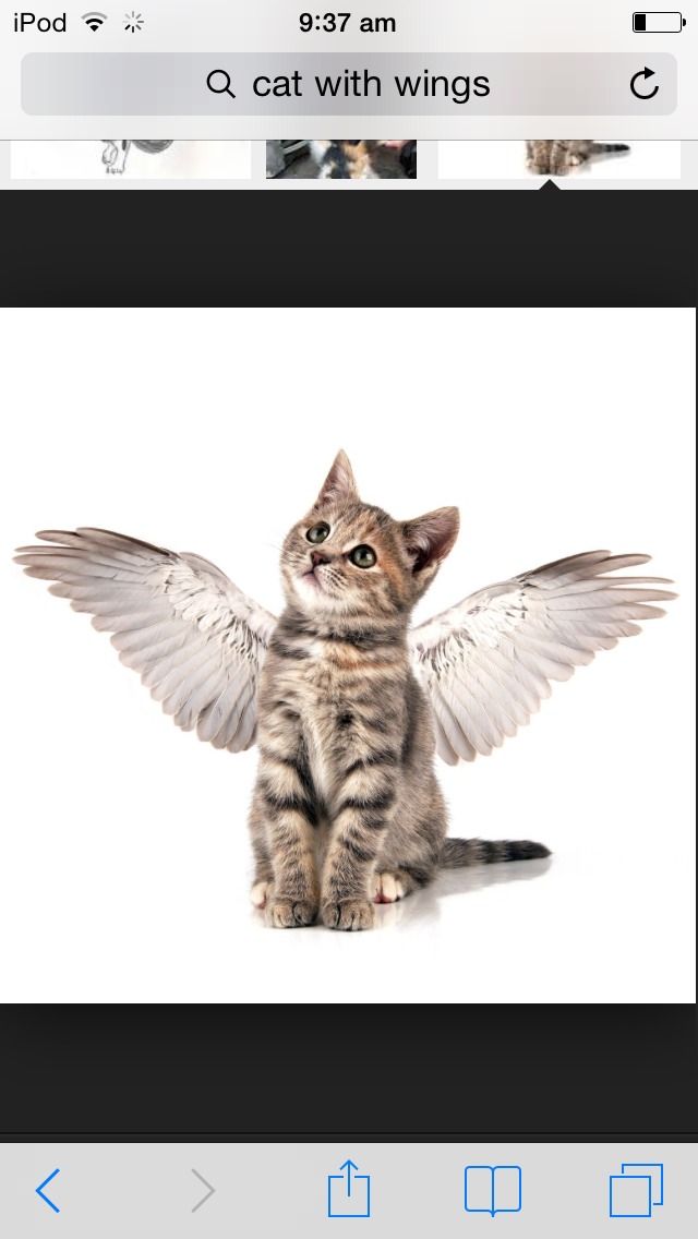 How to Make a Pet Fly for REAL !