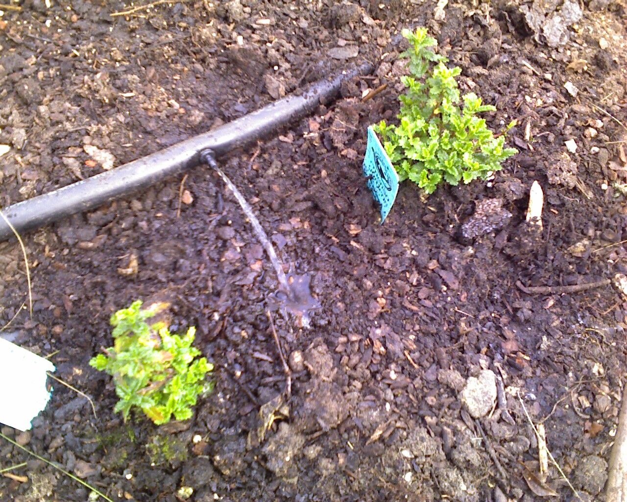 Water Your Garden With Gray Laundry Water