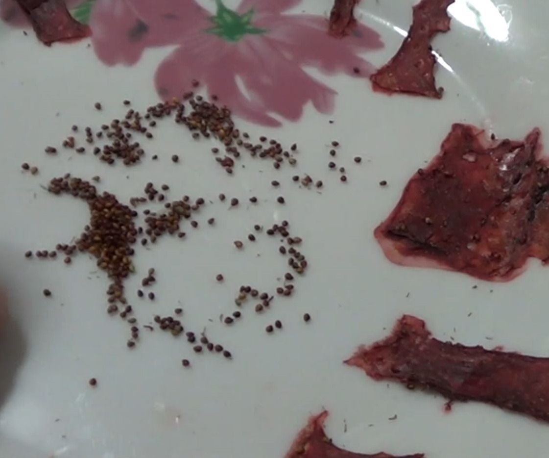 Como Obtener Semillas De Fresas Y Cultivarlas En Casa