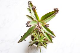 dutch plant Little Dutch Tobacco