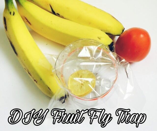 DIY Fruit Fly Trap
