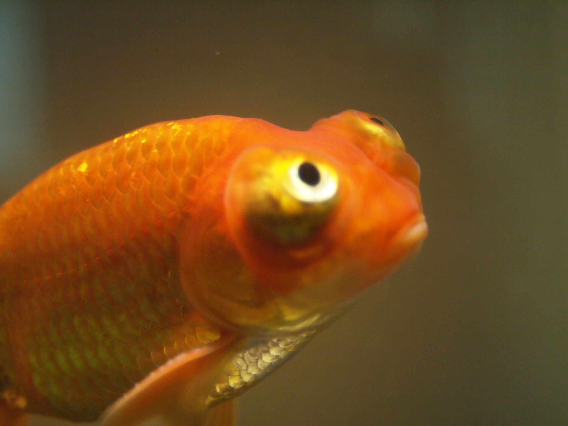 Another Aquarium LED Hood Light Easier! Cheaper!