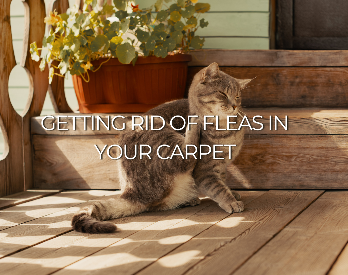 How to Kill Fleas in Carpet Naturally