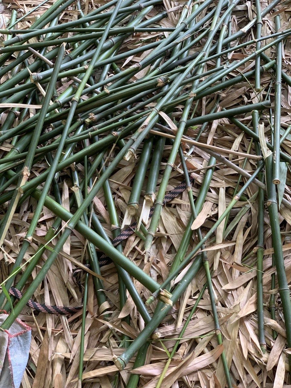 Sourcing Bamboo and Preparing for Construction