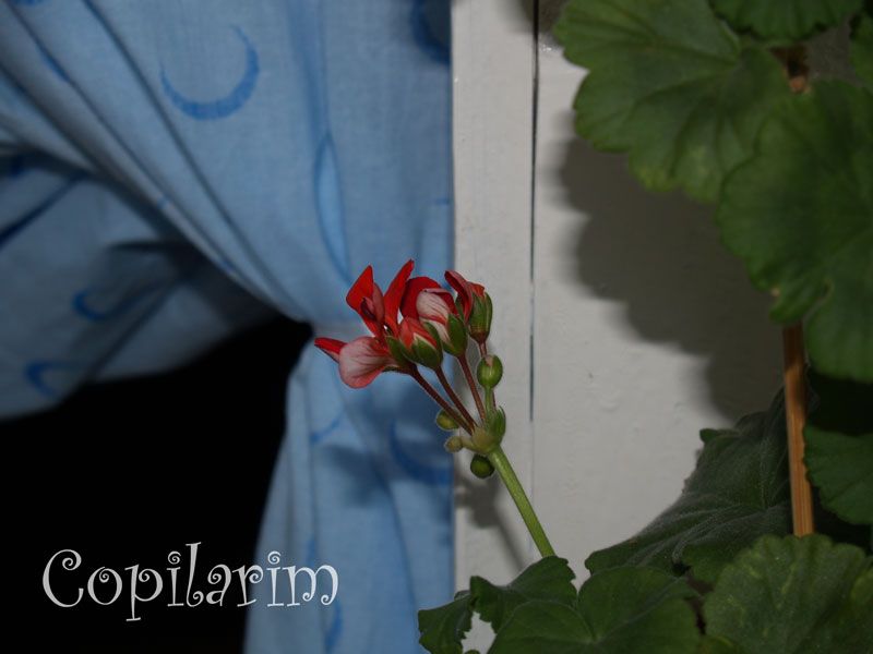 My Dear Secret Garden