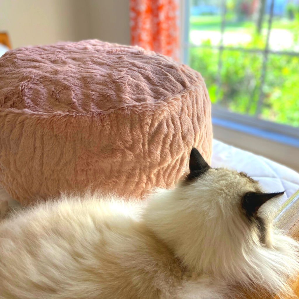 Bean bag top chair for cats