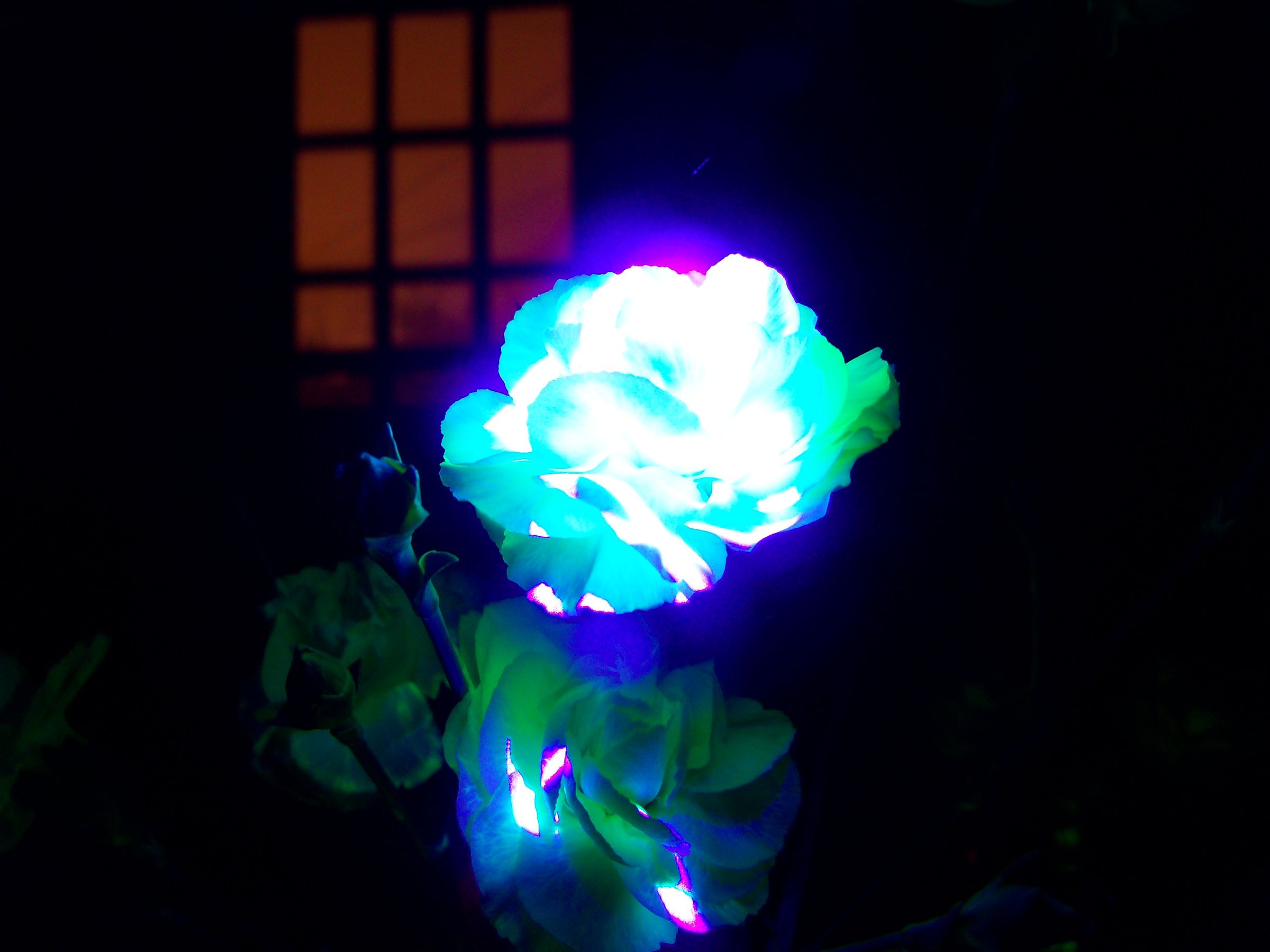 Make Multicolored Carnations . . . With Science!