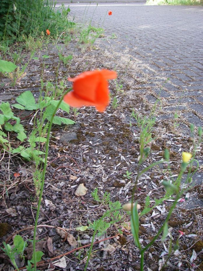 Leave a Trail of Flowers As You Cycle Through the Wastelands.(+ Bonus Material)