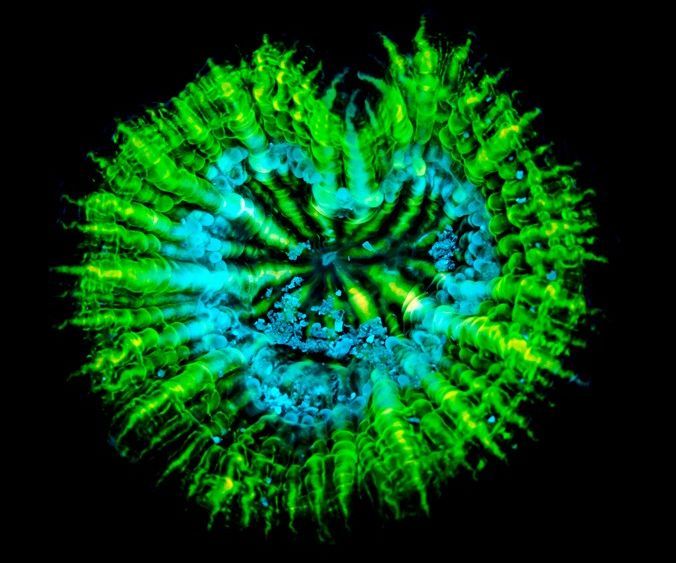 DIY Underwater Fluorescence Filters