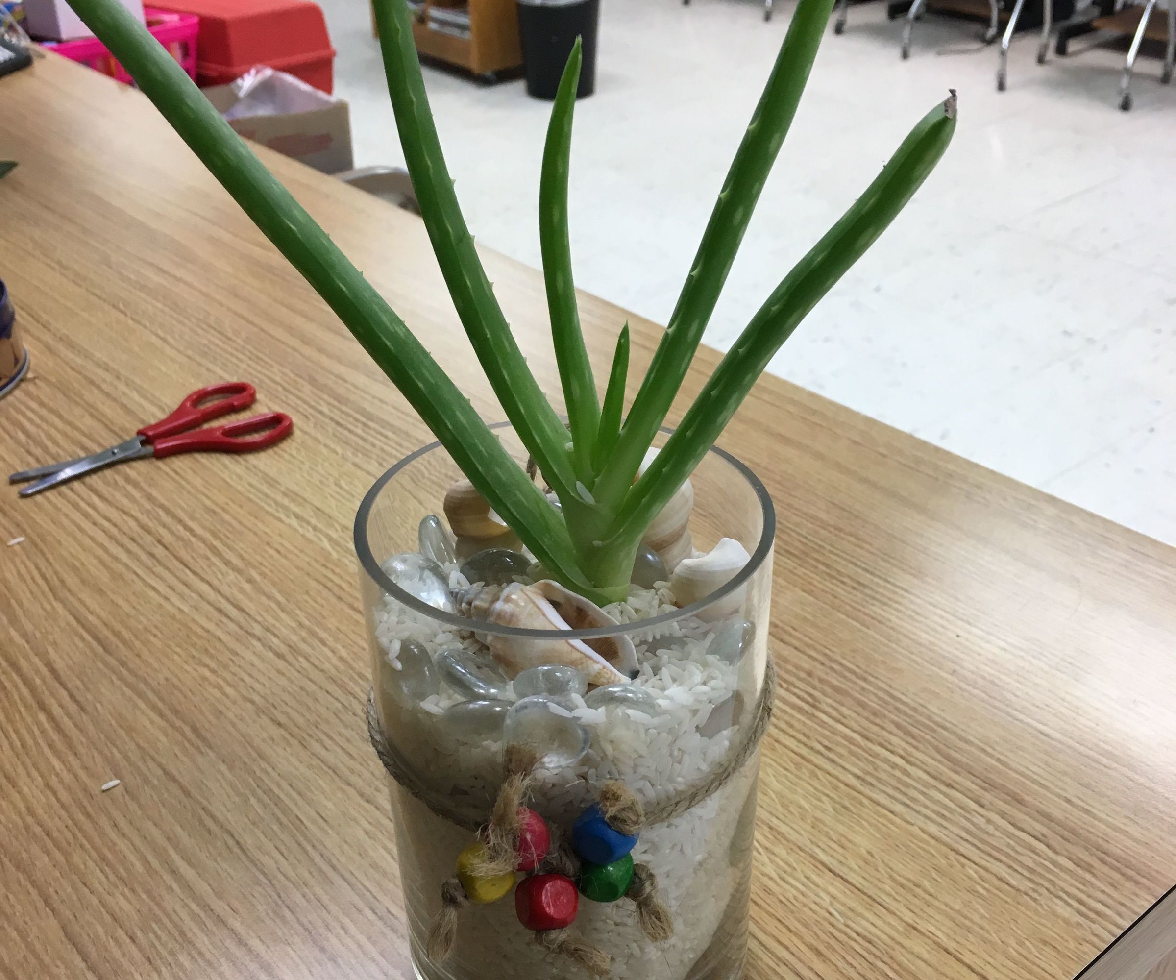Ornamental Aloe Vera