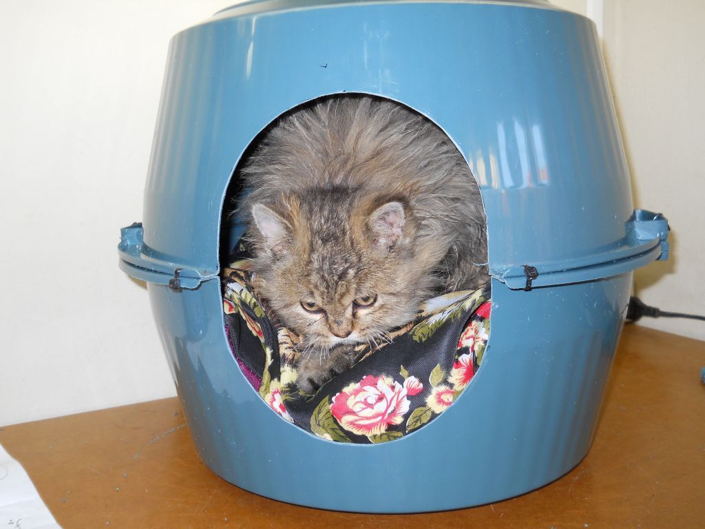 Bowl Pet House