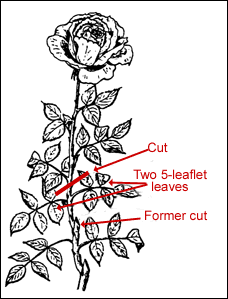 Entirely Remove All Dead or Dying Canes. ...